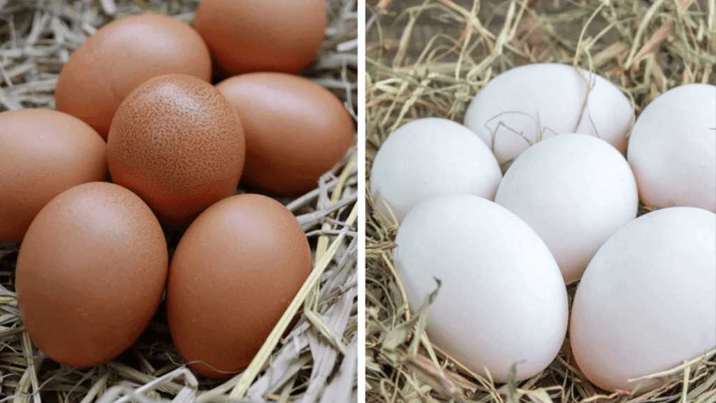 what colour is a duck egg compared to chicken egg