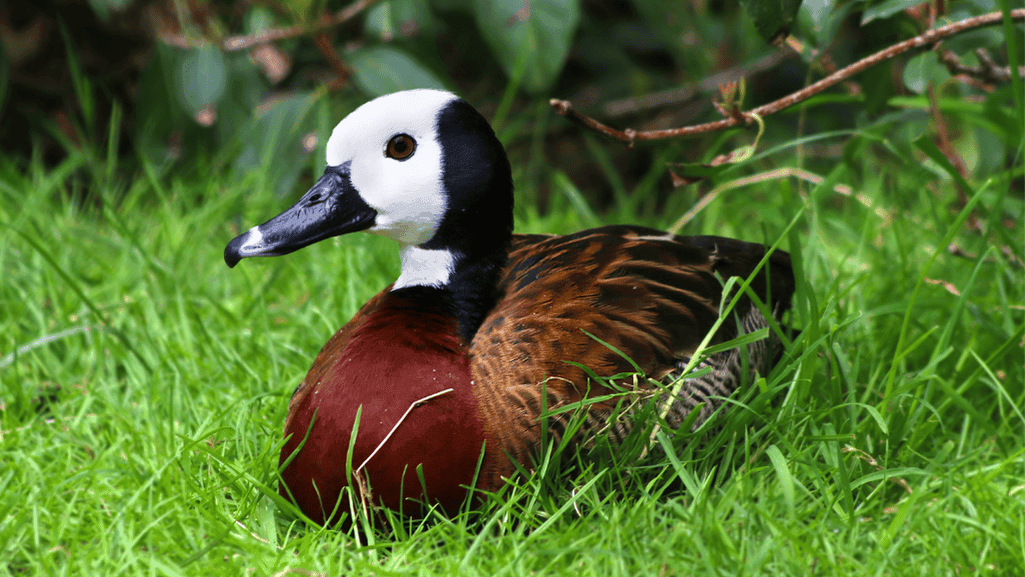 white-faced whistling duck nesting