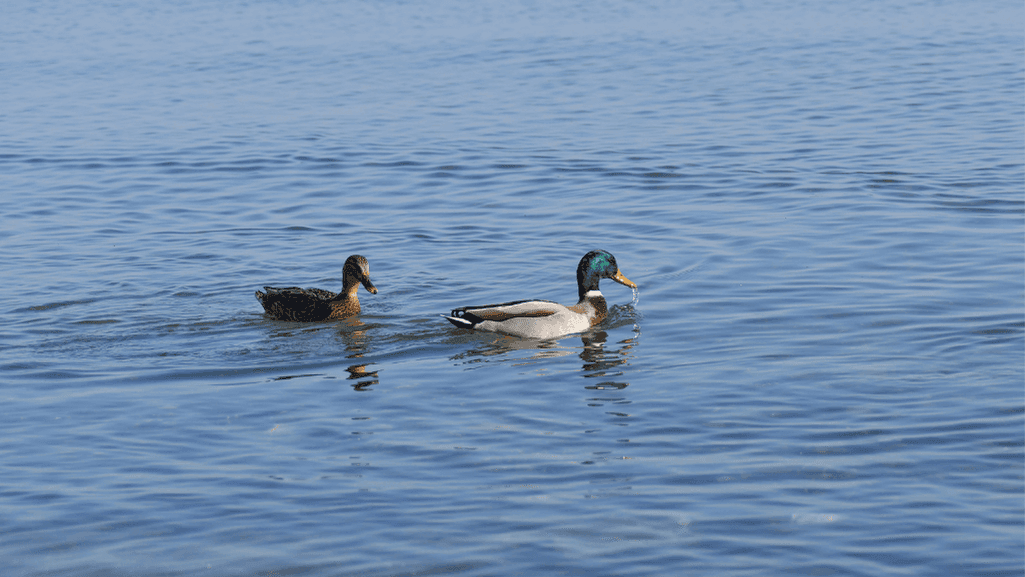 wild duck species