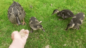 3 Week Old Ducklings