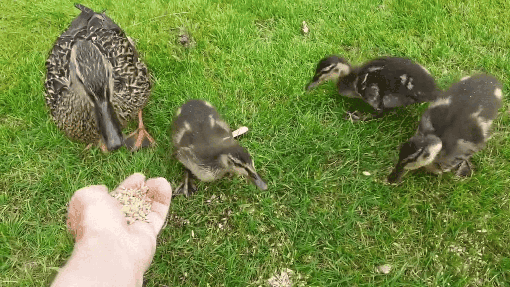 Caring for 3 Week Old Ducklings: Essential Guide 1 3 Week Old Ducklings