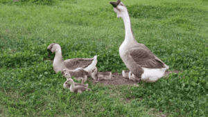 African Geese