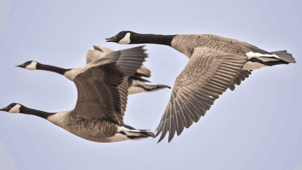 African geese as migratory birds