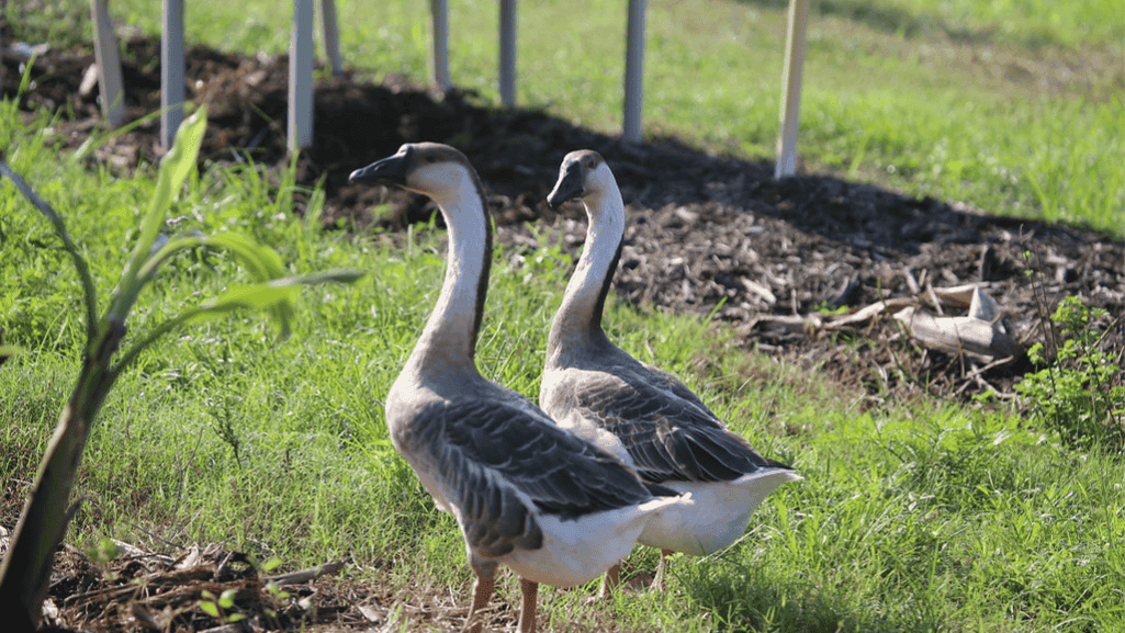 African geese grazing in a field