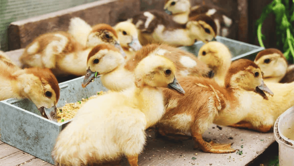 Appropriate Feed Options for Ducklings