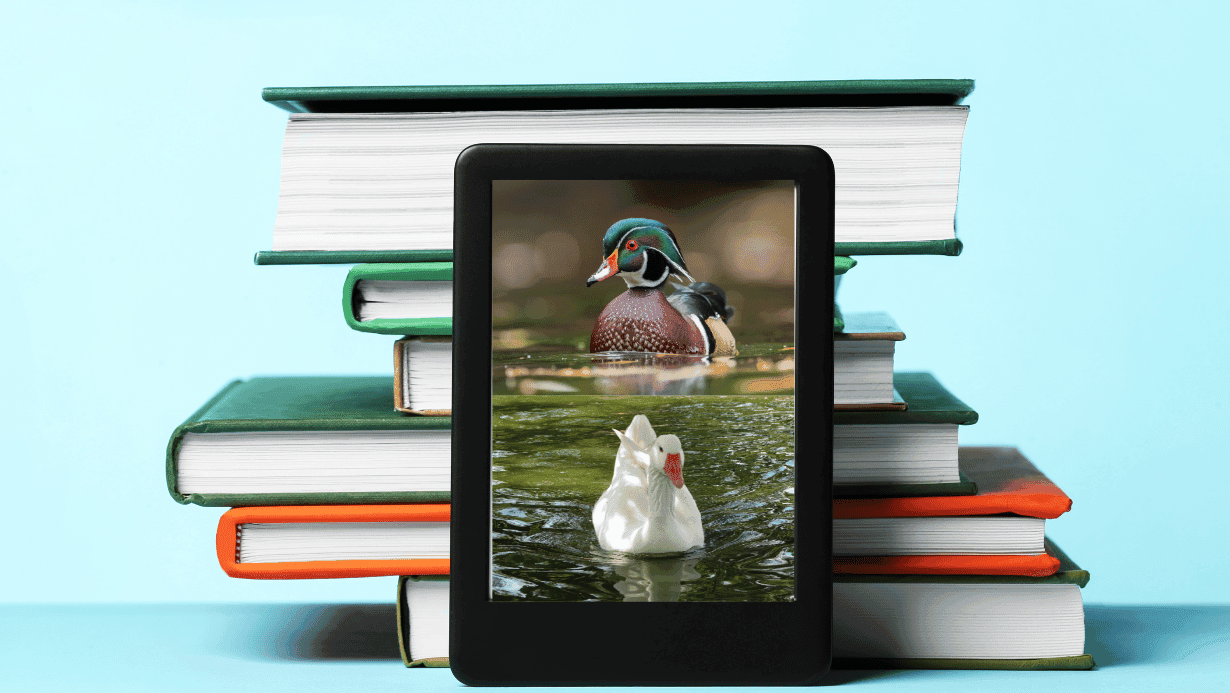 Best Bird Identification Book Guide for Birdwatchers 1 Best Bird Identification Book Guide