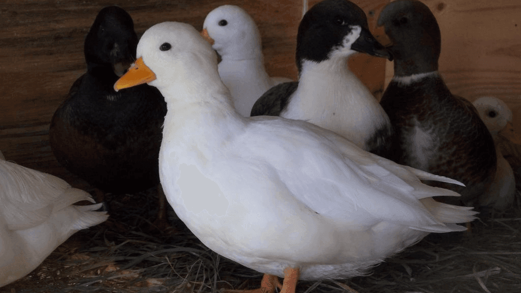 Call duck colors