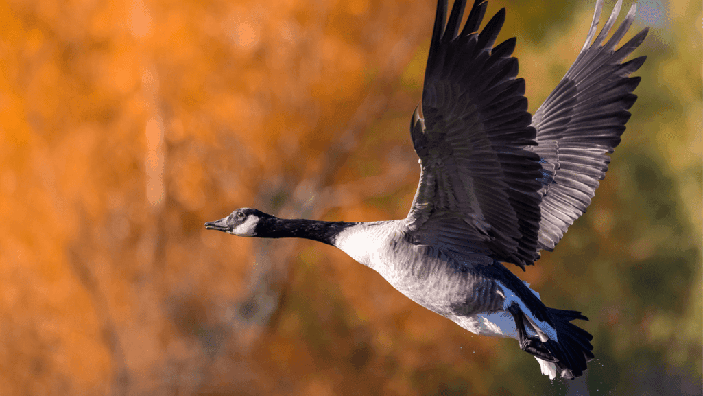 Canada goose in flight