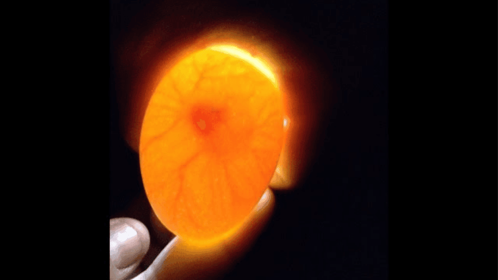 Candling Duck Egg Fertility