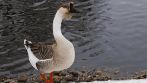 Chinese Goose