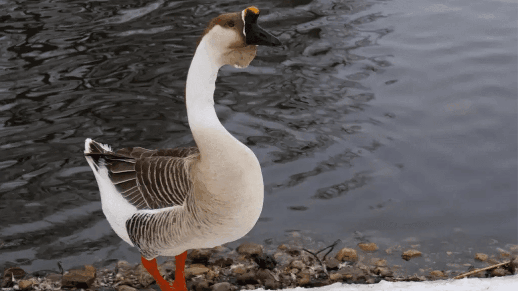 Chinese Goose: Unique Features and Care Guide 1 Chinese Goose