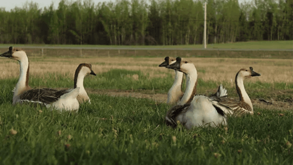 Chinese geese feeding on grass