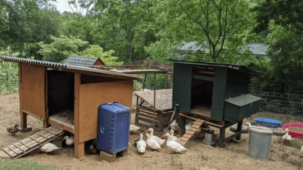 DIY Duckling Pens: A Complete Guide 1 DIY Duckling Pen