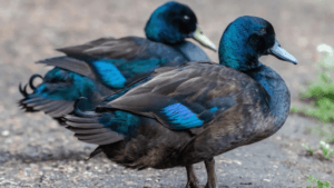 Do Ducks Cross Breed