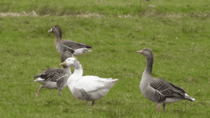 Domestic Greylag Goose