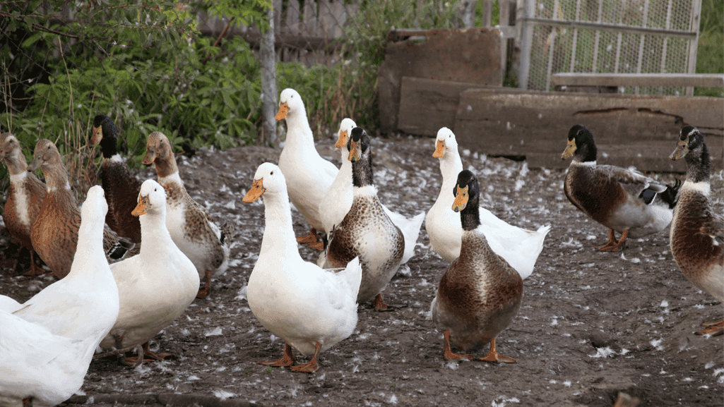 Domestic vs Wild Ducks