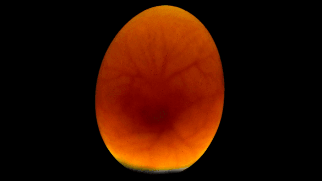 Complete Guide to Duck Egg Candling Chart 1 Duck Egg Candling Chart