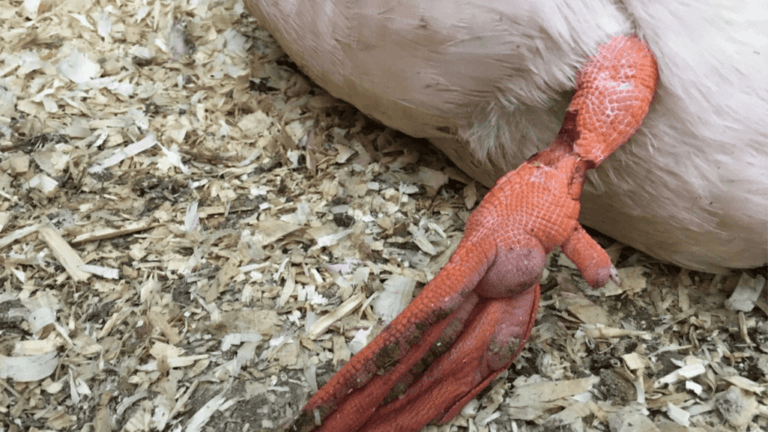 Duck Leg Injury: Causes, Treatment, and Prevention 1 Duck Leg Injury