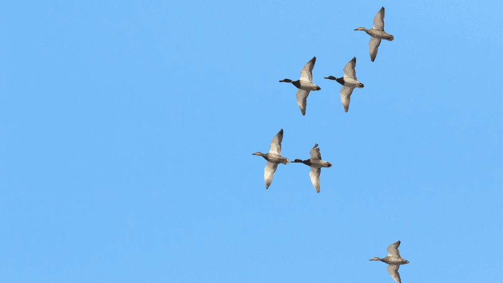 Duck Migration Routes