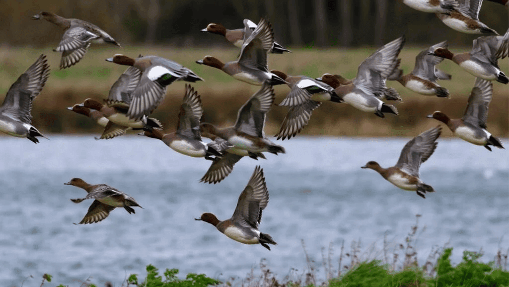 Duck Migration Timing