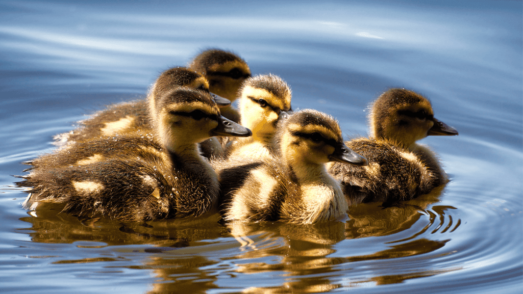 Duckling Breeds