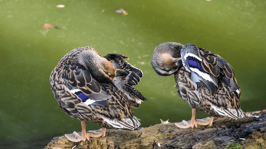 Ducklings Health Monitoring
