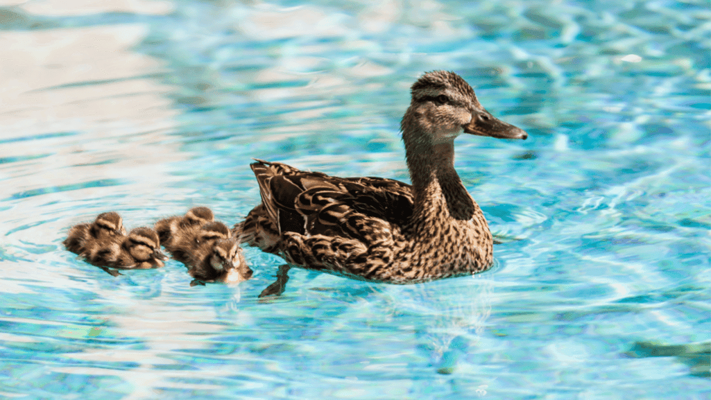 Ducklings enjoying a small pool in their outdoor run