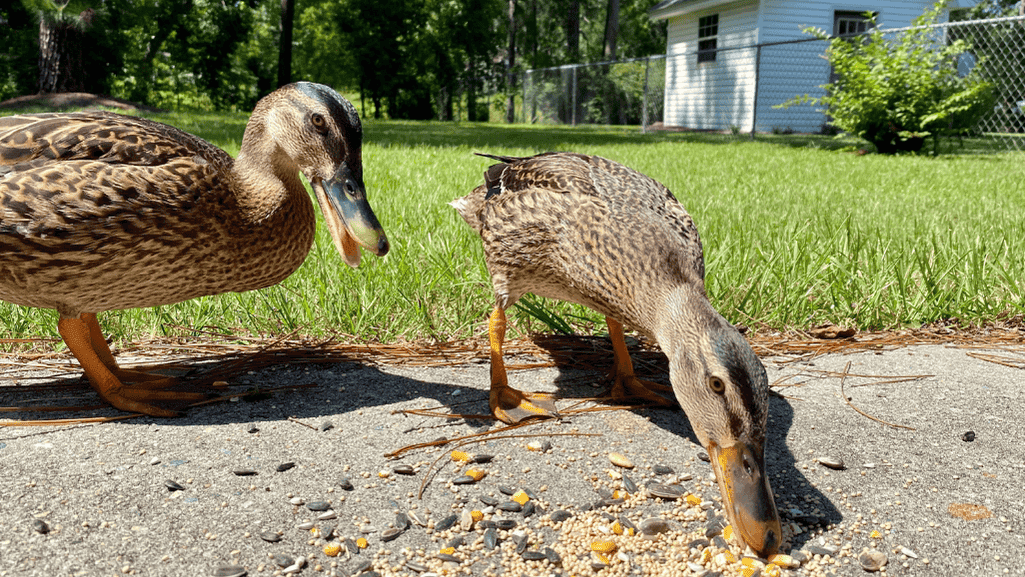 Ducks Food and Layer Feed Analysis