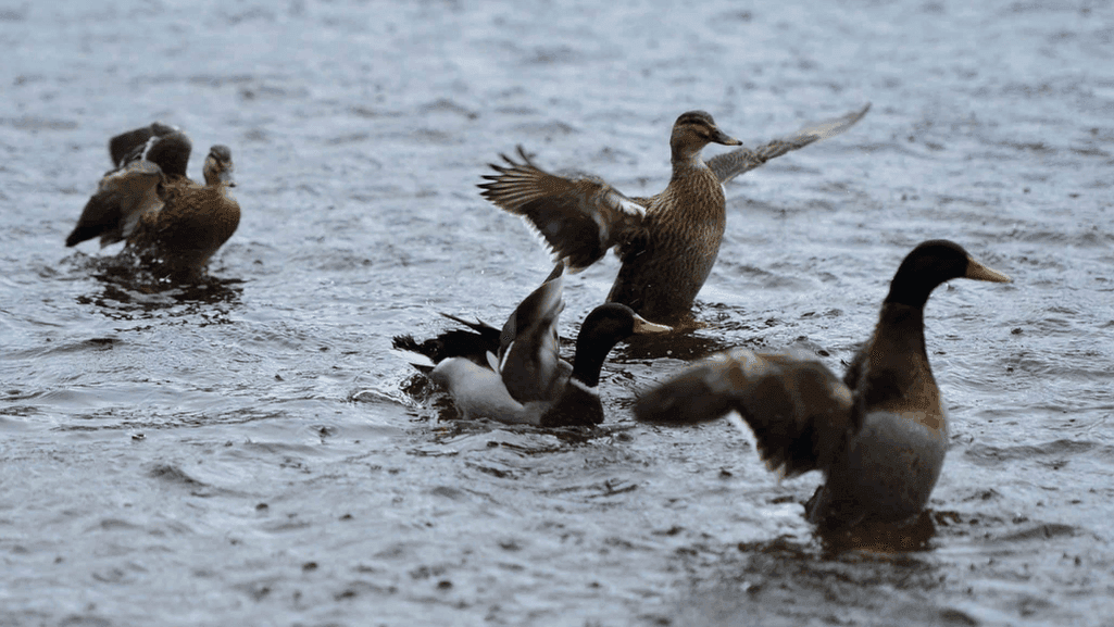 Ducks Ready for Outdoor Transition