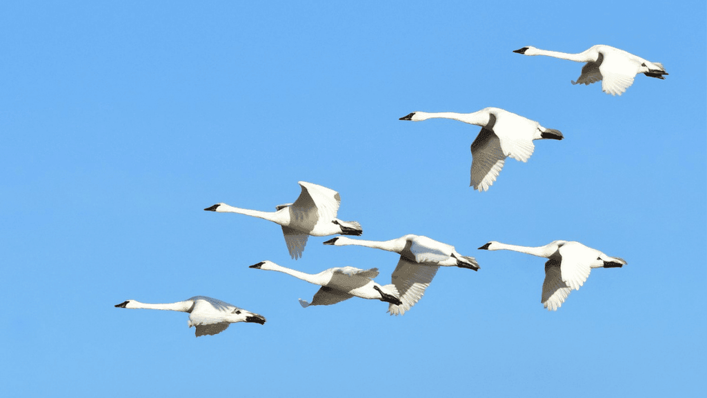 Effective Migratory Flyways Maps