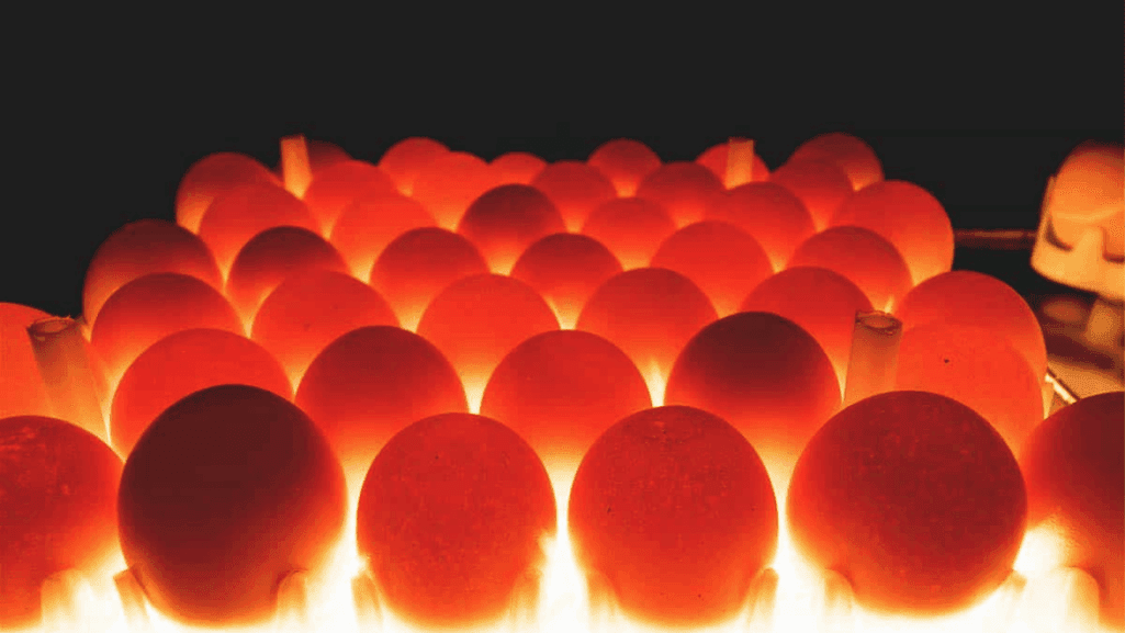 Effective egg candling process