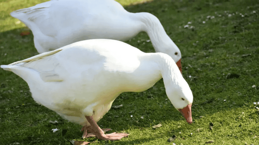 Embden geese