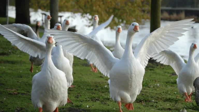 Fresh Goose: Ultimate Guide to Selection and Preparation 1 Fresh Goose