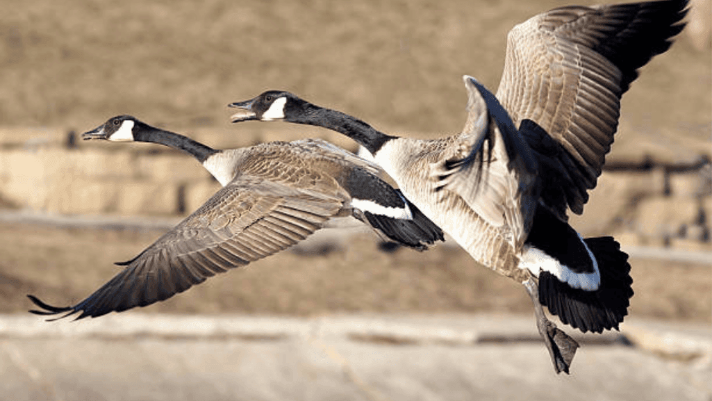 Geese Honking During Flight