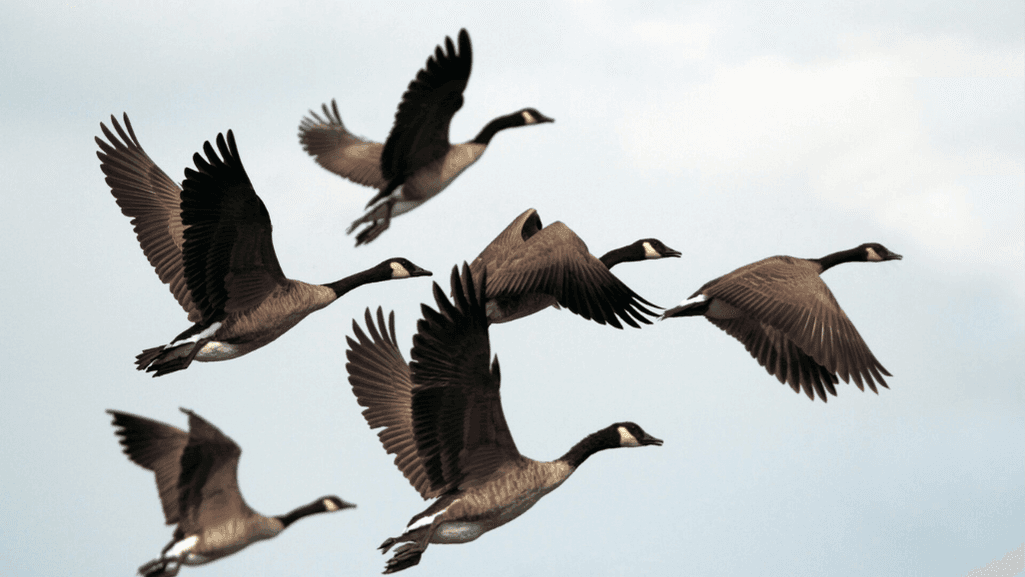 Geese Honking Meaning