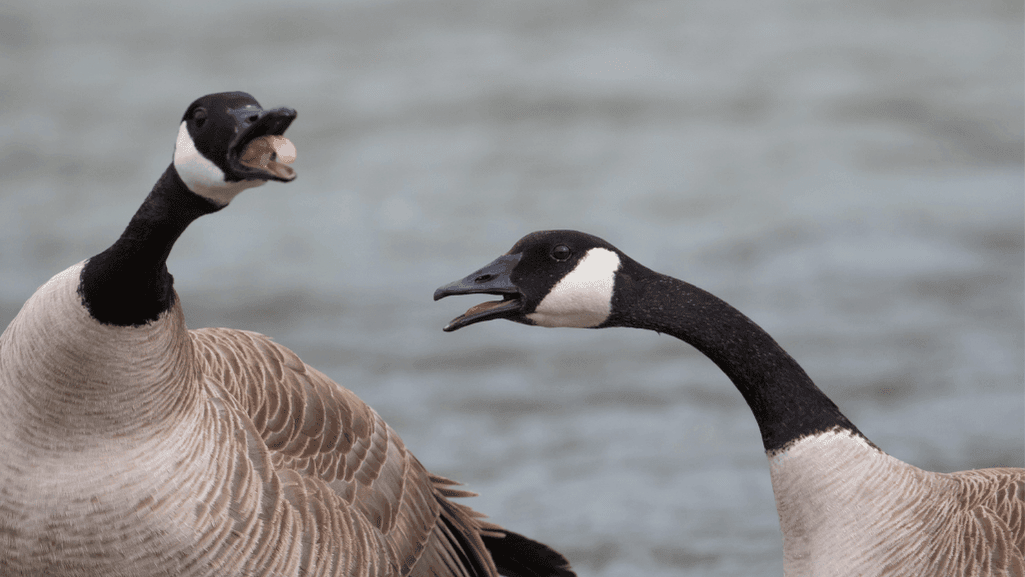 Geese Honking Meaning