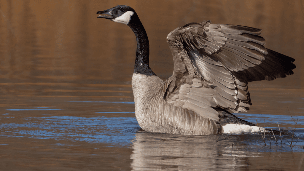 Geese Honking Sound