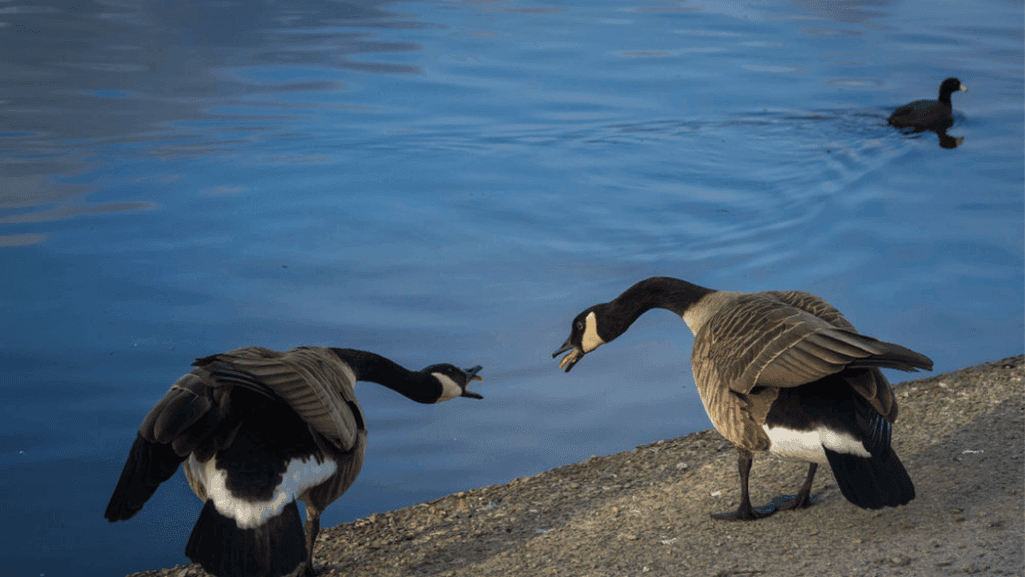 Geese Sounds in Ecosystems