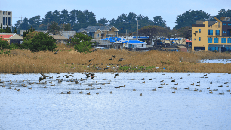 Georgia Migratory Bird Season Guide 2025 1 Georgia Migratory Bird Season