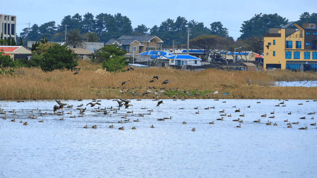 Georgia Migratory Bird Season Guide 2025 1 Georgia Migratory Bird Season