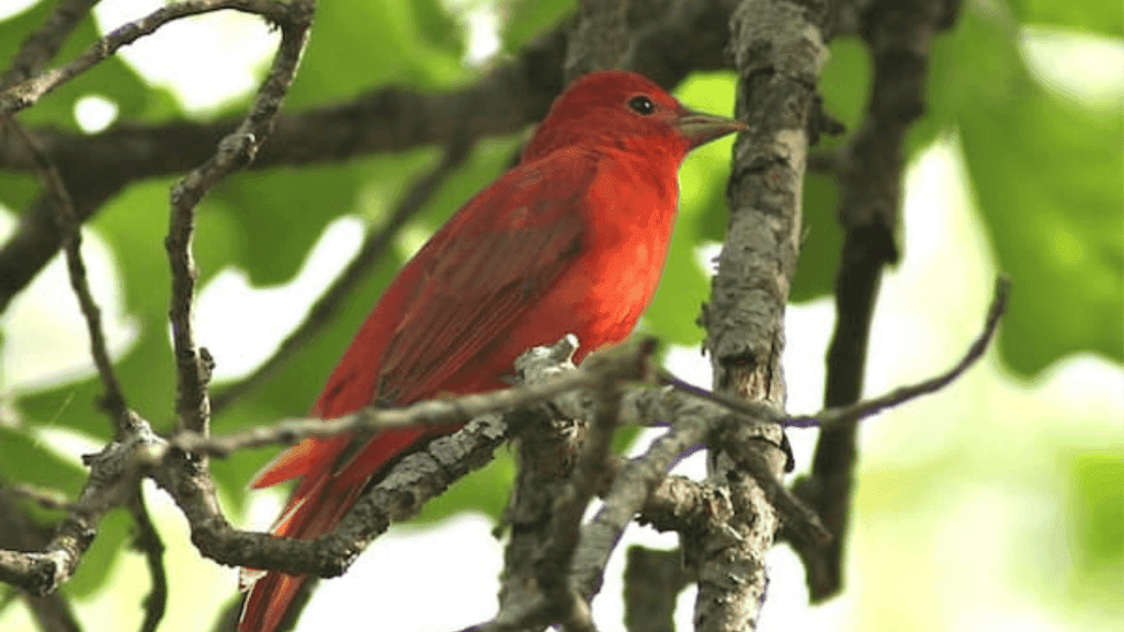 Georgia bird species during migratory season Georgia bird species during migratory season