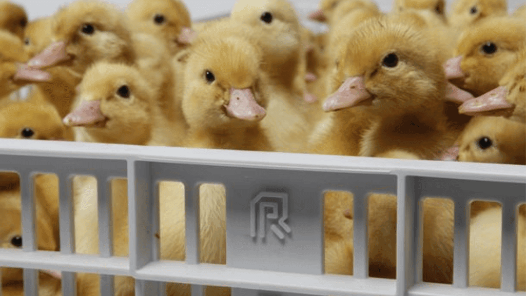 Goose Egg Incubation Challenges