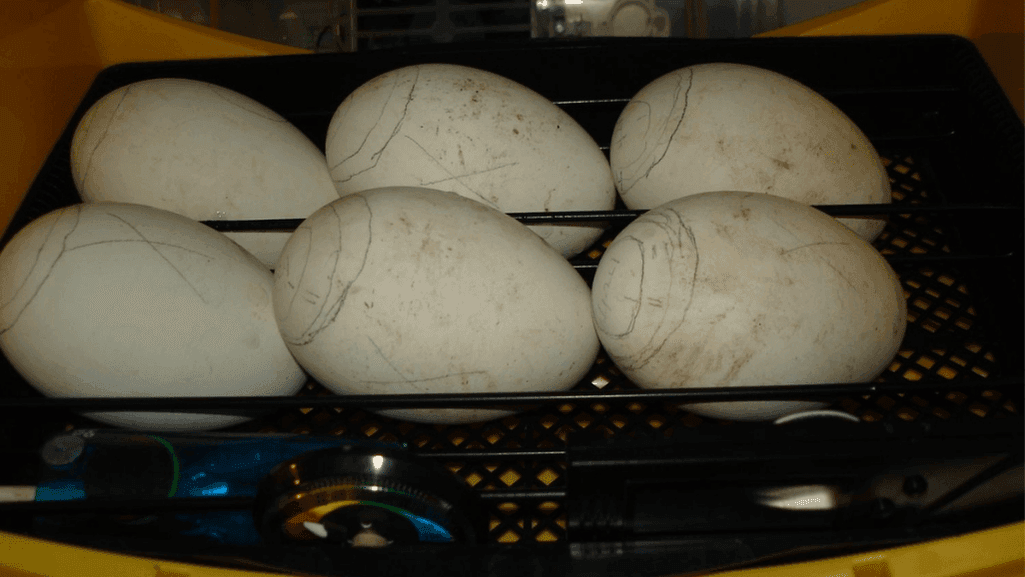 Goose Eggs Incubation Setup
