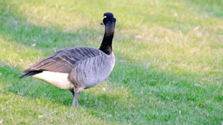 Goose Guarding