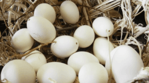 Hatching Goose Eggs