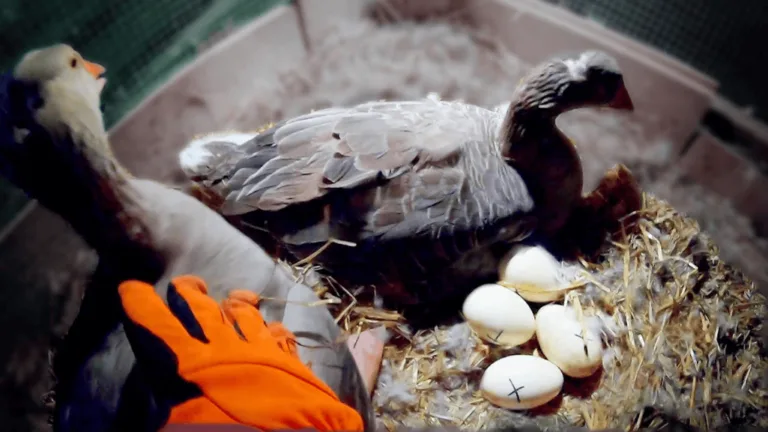 Hatching Goose Eggs