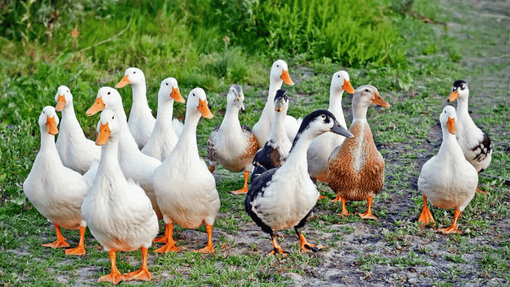 Healthy Ducks Enjoying Outdoors