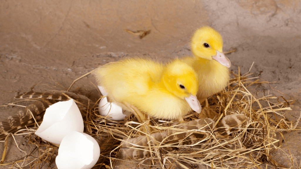 How Long Do Duck Eggs Take To Hatch: Nature's Wonder 1 How Long Do Duck Eggs Take To Hatch