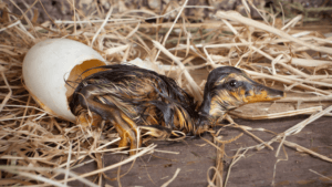 How Long Do Duck Eggs Take to Hatch