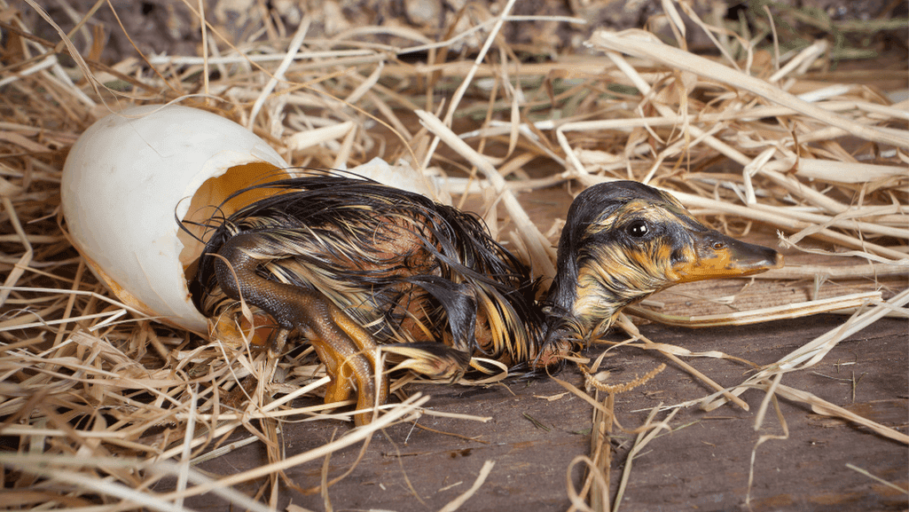 How Long Do Duck Eggs Take to Hatchs | Ultimate Guide 1 How Long Do Duck Eggs Take to Hatch
